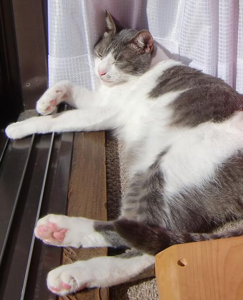 「ぬくぬく、いい気持ち」を見ているしあわせ_d0165160_1459111.jpg