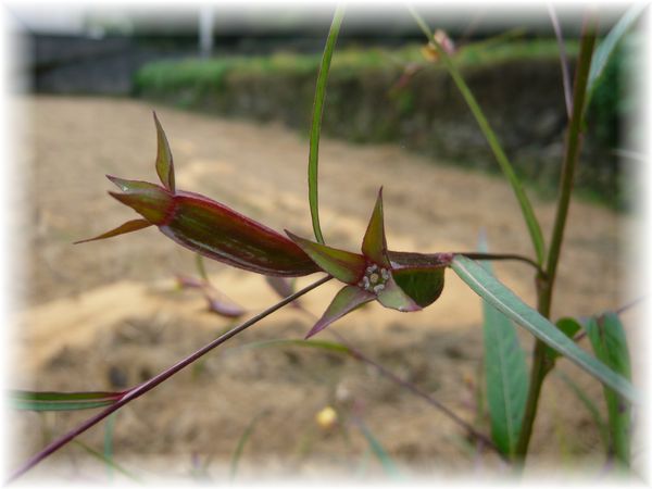 面白い形をしてるね 雑草の種 素敵 ゆったり田舎暮らし