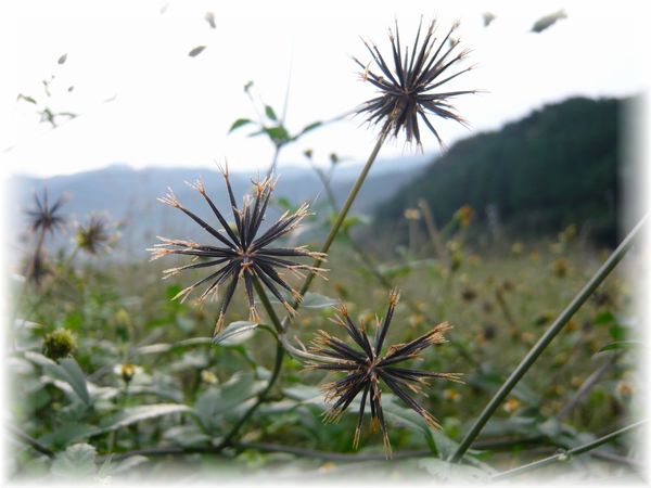 面白い形をしてるね・・・雑草の種♪_d0175974_7265122.jpg
