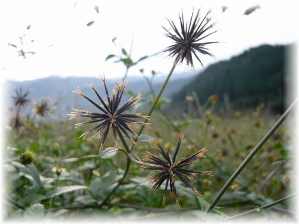 面白い形をしてるね 雑草の種 素敵 ゆったり田舎暮らし