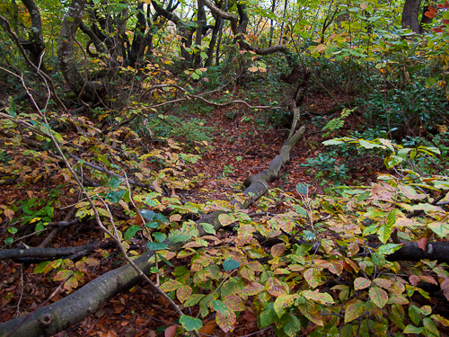 c0203681_15295080.jpg