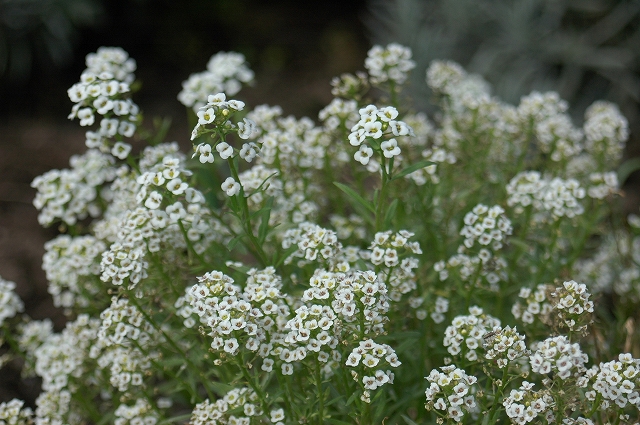 c0212083_1553145.jpg