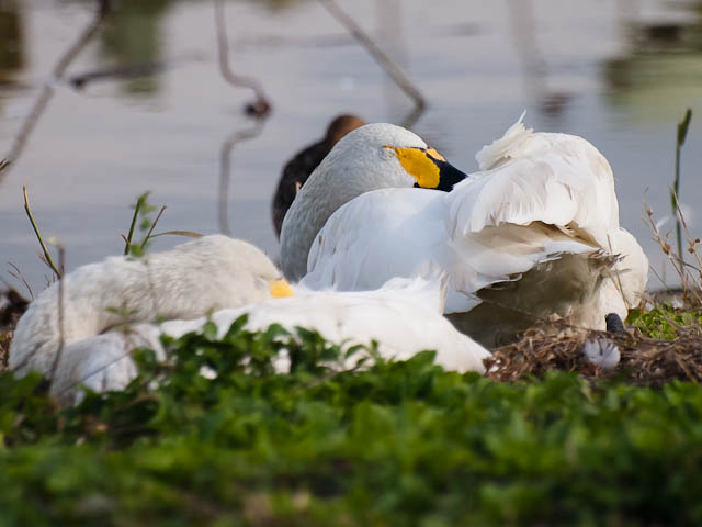 瓢湖　コハクチョウ_d0146592_21523854.jpg