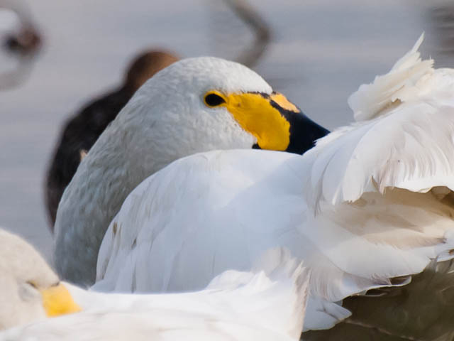 瓢湖　コハクチョウ_d0146592_21525857.jpg