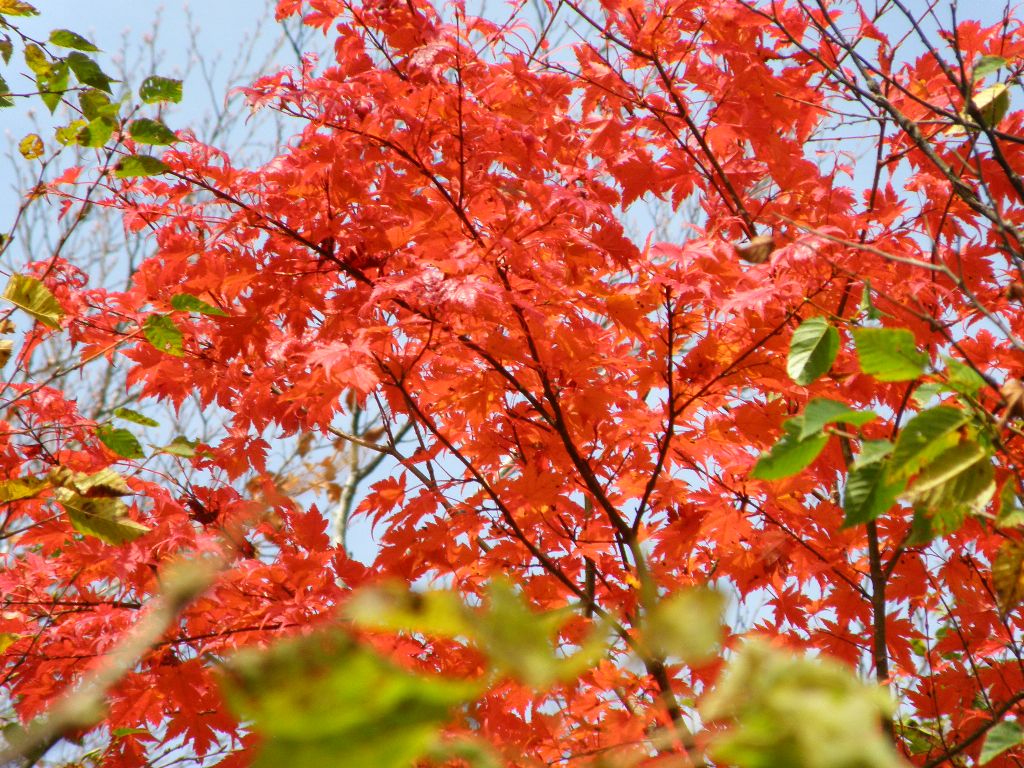 紅葉の氷ノ山（前編）　2010/10/23（土）　晴時々曇_c0134193_17521429.jpg