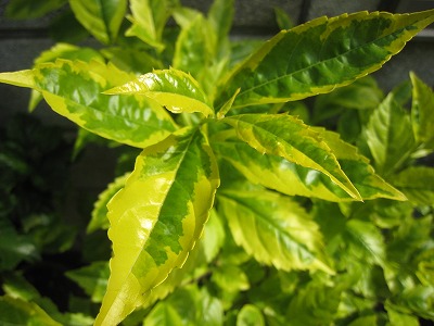 斑入りデュランタライム 良子のお庭日記