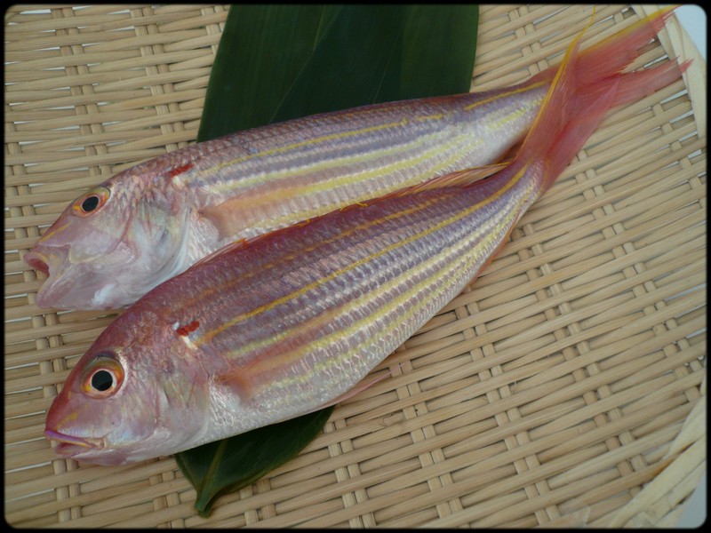 今日の魚 イトヨリダイ 魚と野菜と私と和ノ香