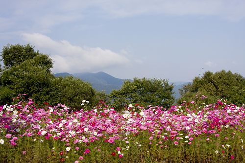 e0193503_1719819.jpg