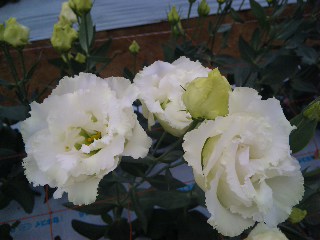 デルフィニュウム_d0099708_2395966.jpg
