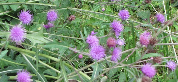 d0177108_10442781.jpg