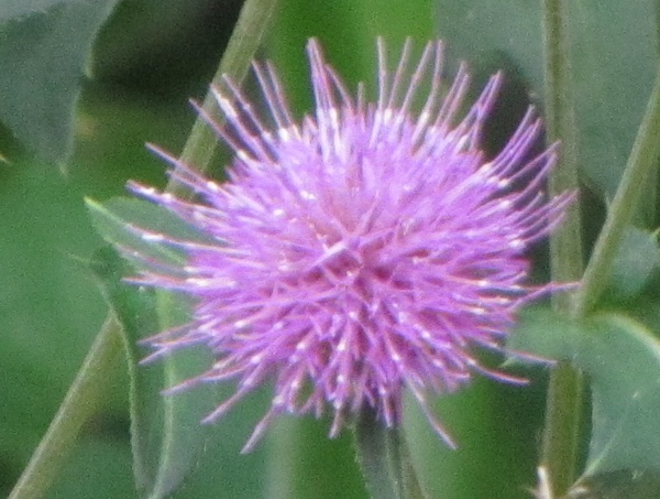 d0177108_10502317.jpg