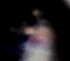 e0103408_22135743.gif