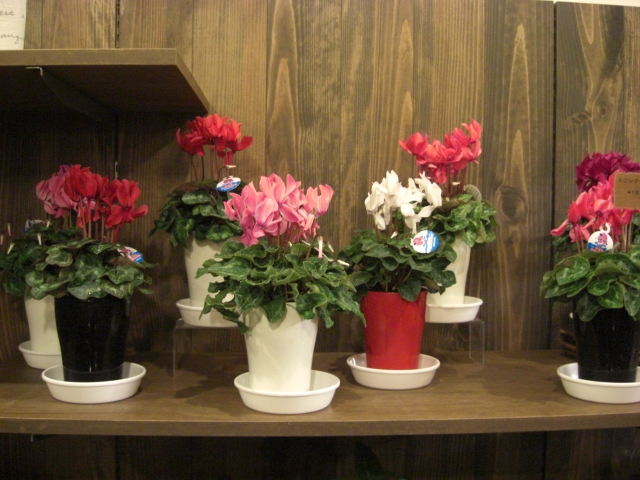 f0226713_1730921.jpg