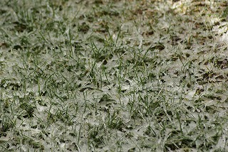 f0170524_9244861.jpg