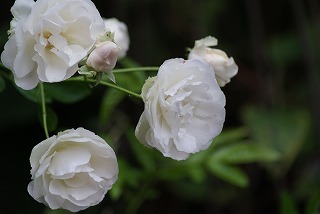 f0170524_947417.jpg