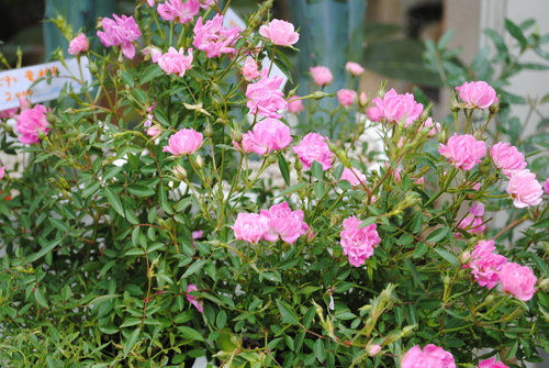 e0200933_1724302.jpg