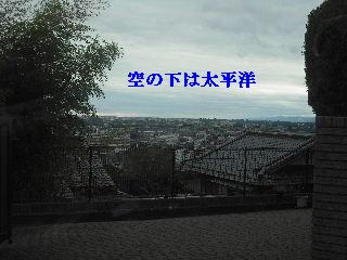 植木剪定_f0031037_1848417.jpg