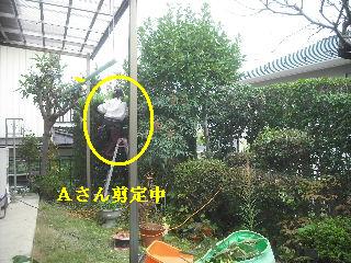 植木剪定_f0031037_18521665.jpg