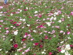 c0097838_1715026.jpg