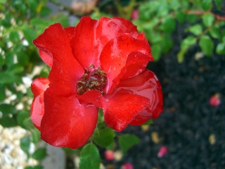 e0110940_22303876.jpg