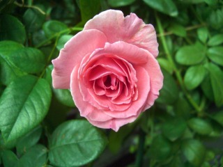 e0110940_22305825.jpg