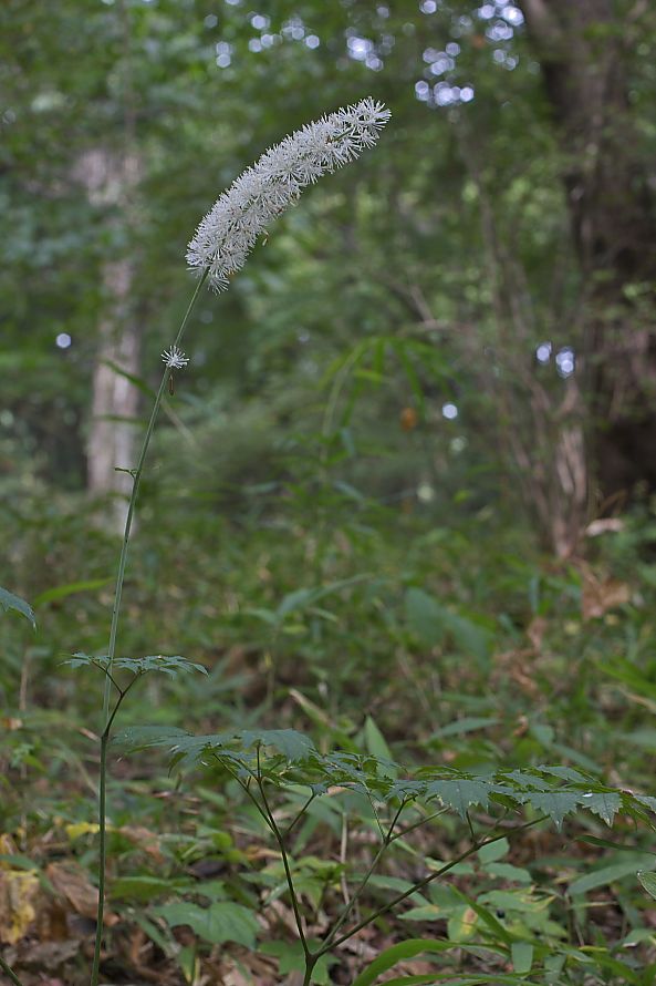 グルリと見える：水沢山_c0008948_6223812.jpg