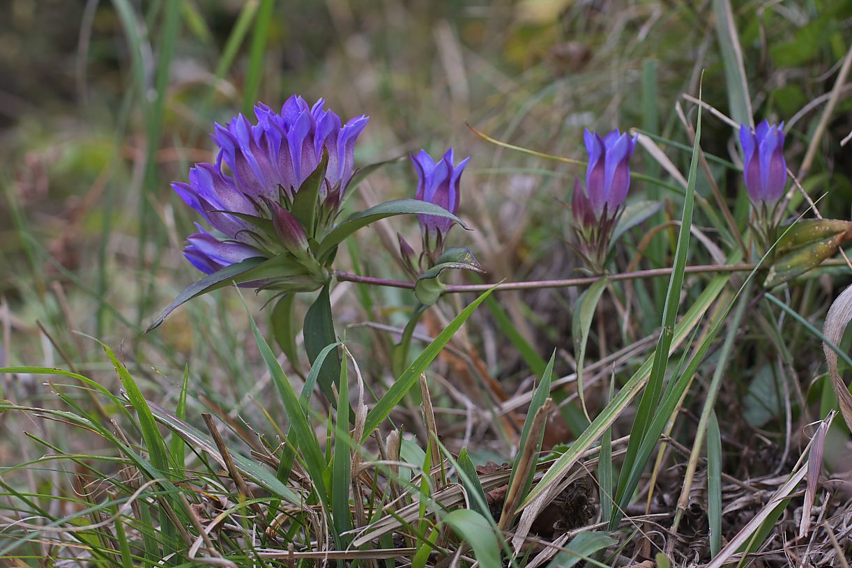 c0008948_6231490.jpg
