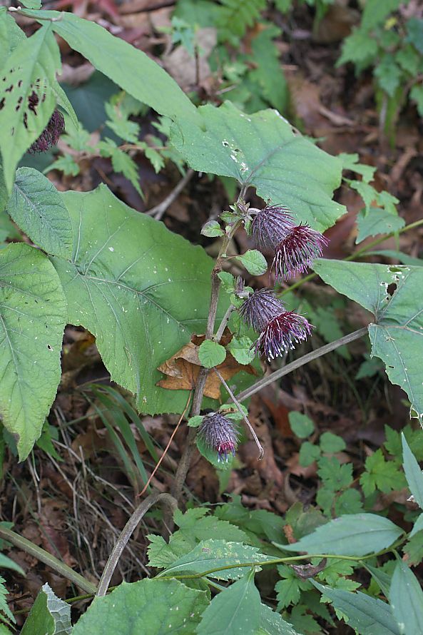 c0008948_6253625.jpg