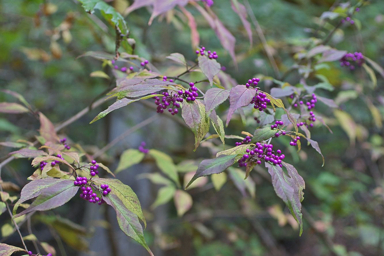c0008948_6261355.jpg