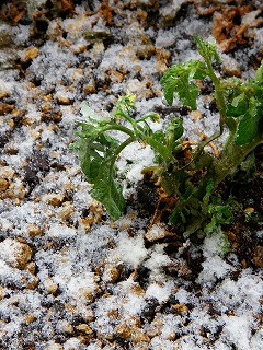 初雪と名古屋続編_c0183648_22264195.jpg