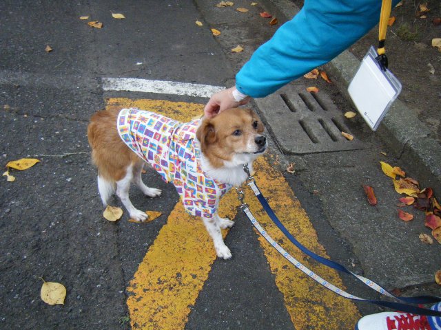 犬と猫と人間と　ちばわん参加イベント_b0072650_1420480.jpg