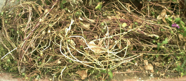 e0033751_1756561.jpg