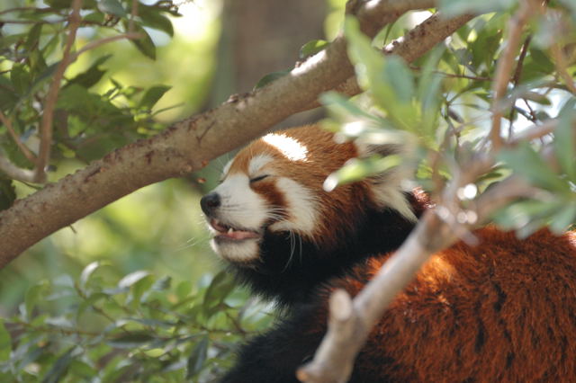 ちょっとオドロキの動物園_c0081462_20514565.jpg