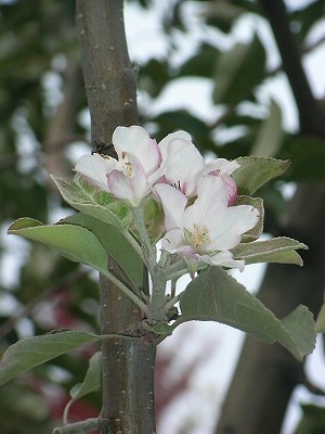 b0209691_3111.jpg