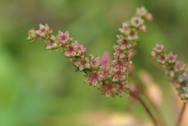 e0070891_18452855.jpg
