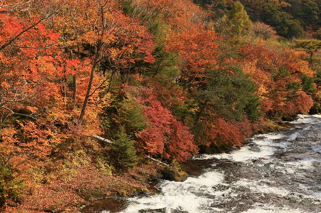 日光の紅葉_b0062793_17401972.jpg