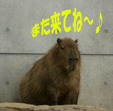 北海道３日目　その②　　旭川動物園_e0125894_1103065.jpg