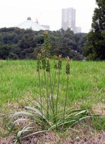 江戸城の雑草観察_d0163696_13483073.jpg