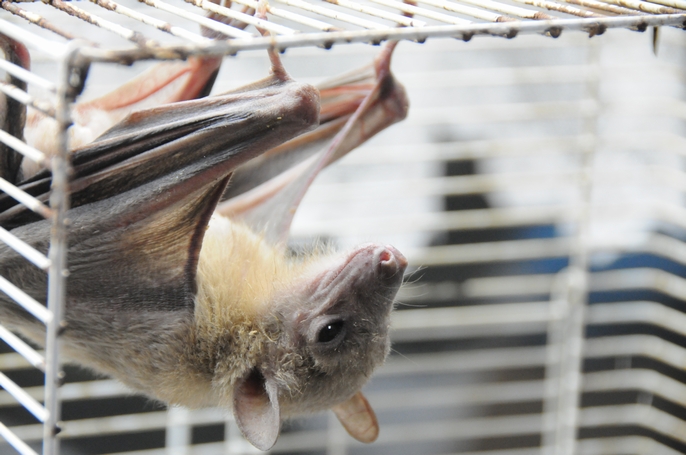 コウモリは 何故逆さまなのか 地獄の沙汰も俺次第 コウモリは 何故逆さまなのか 地獄の沙汰も俺次第
