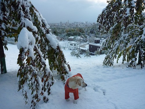 雪、積もった(+_+)_f0082103_1254847.jpg