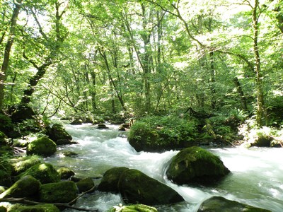 北海道・東北周遊旅行④　奥入瀬_c0163004_22155786.jpg