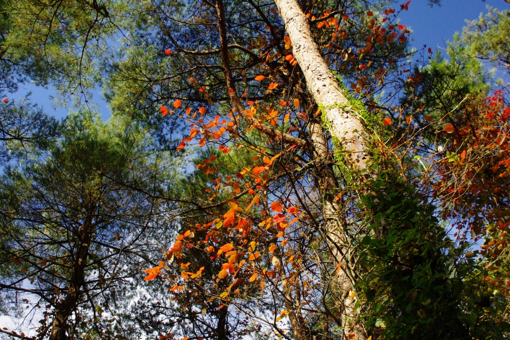 f0138305_207770.jpg