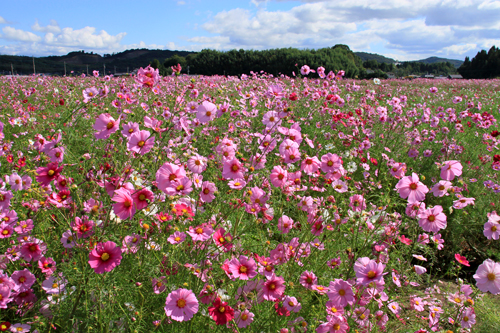 三光村のコスモス園と紅葉_b0014607_1636222.jpg