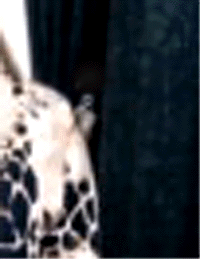 e0103408_19201786.gif
