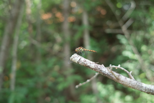 とんぼ_d0134312_21243967.jpg