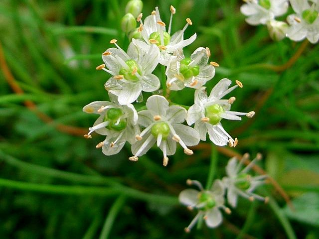 白花深山辣韮 シロバナミヤマラッキョウ 花の仲間調べ