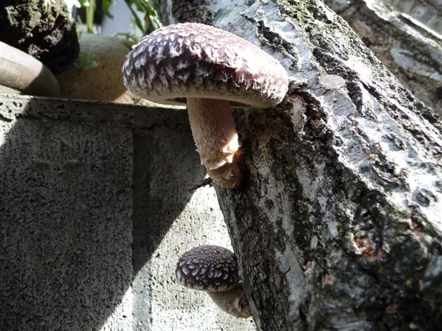 e0121329_22233399.jpg