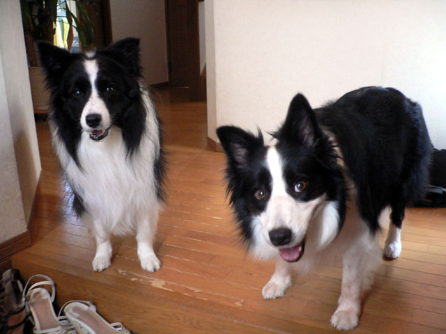 d0059230_91525.jpg