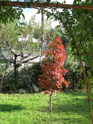 秋色の庭_f0234936_23151116.jpg