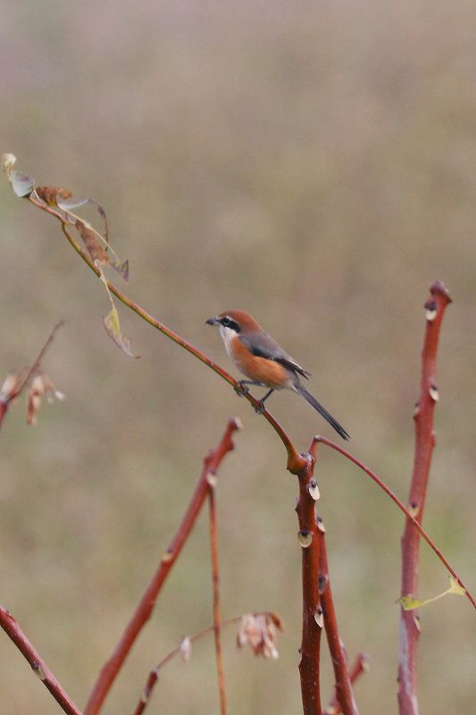 頭に赤い毛があるコゲラ あだっちゃんの花鳥風月 頭に赤い毛があるコゲラ あだっちゃんの花鳥風月